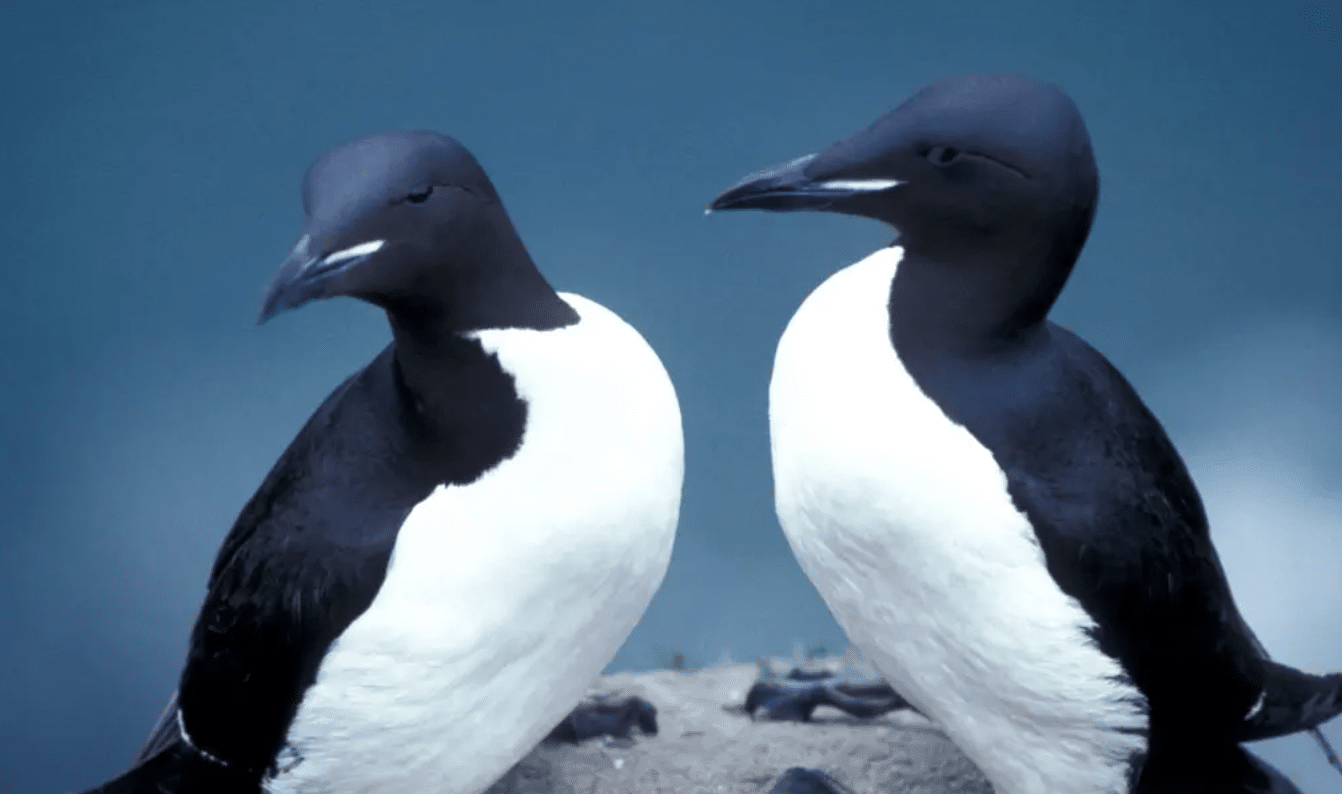 Thick-billed_Murre