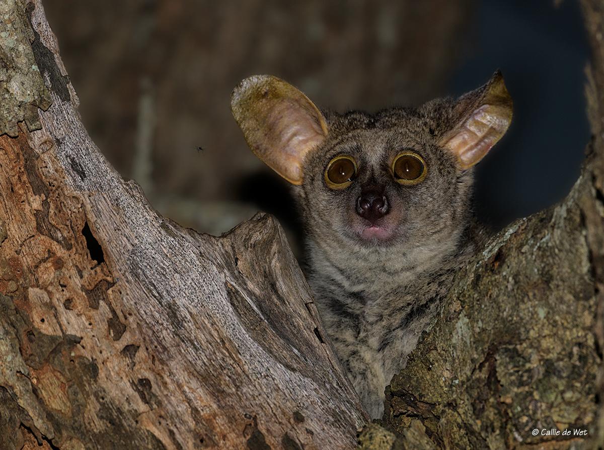 Thick-tailed_Bushbaby