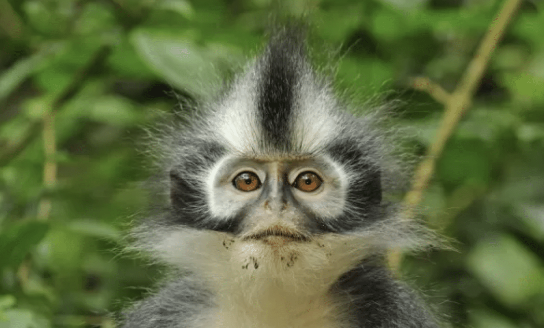 Thomass_Langur