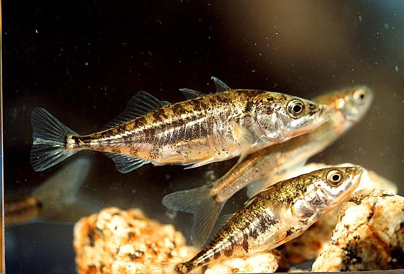 Three-Spined_Stickleback