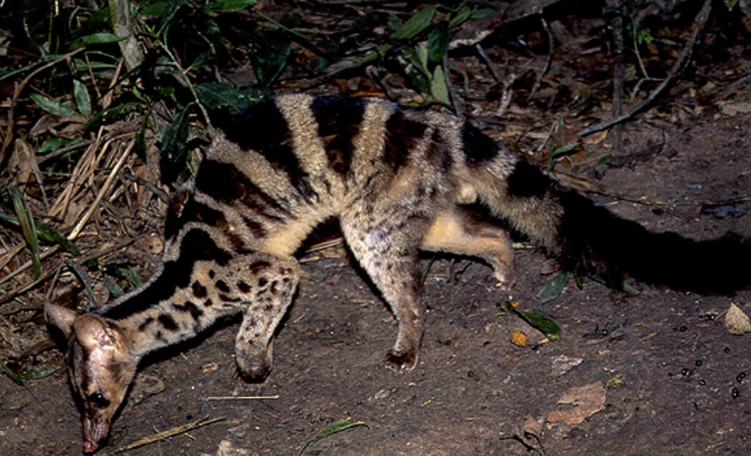 Three-striped_Palm_Civet