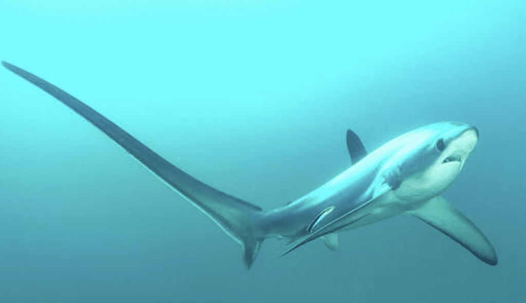 Thresher_Shark