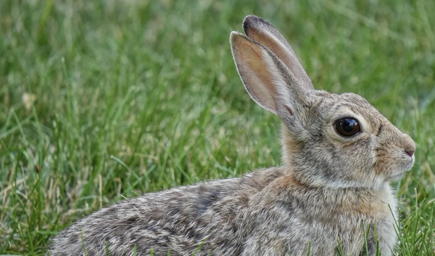 Thumper_Eastern_Cottontail