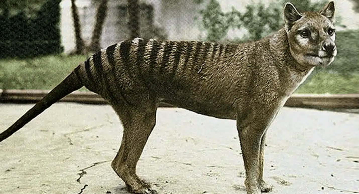 Thylacine