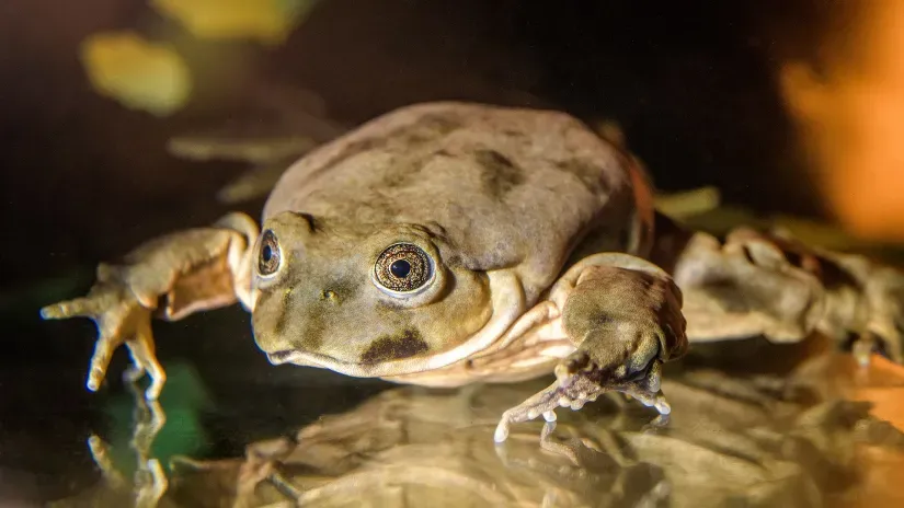 Titicaca_Water_Frog_Telmatobius_culeus