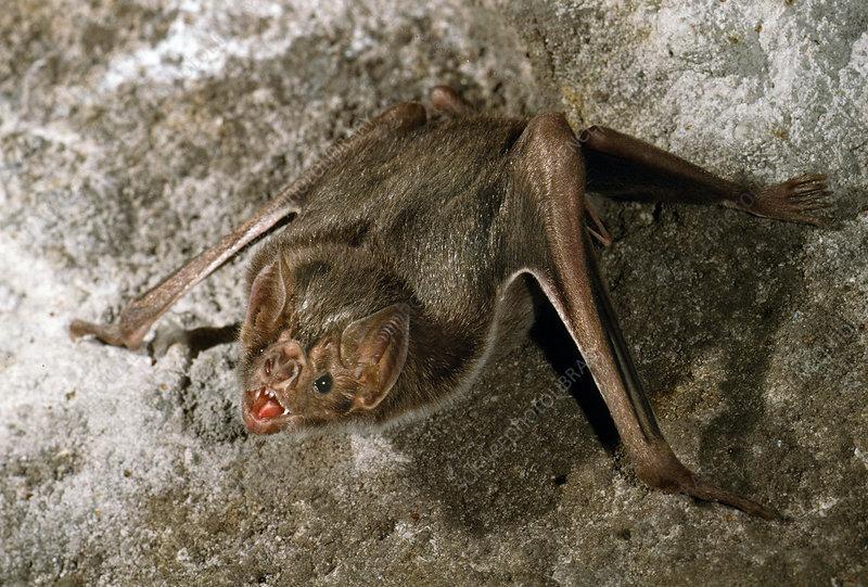 Vampire_Bat_Desmodus_rotundus