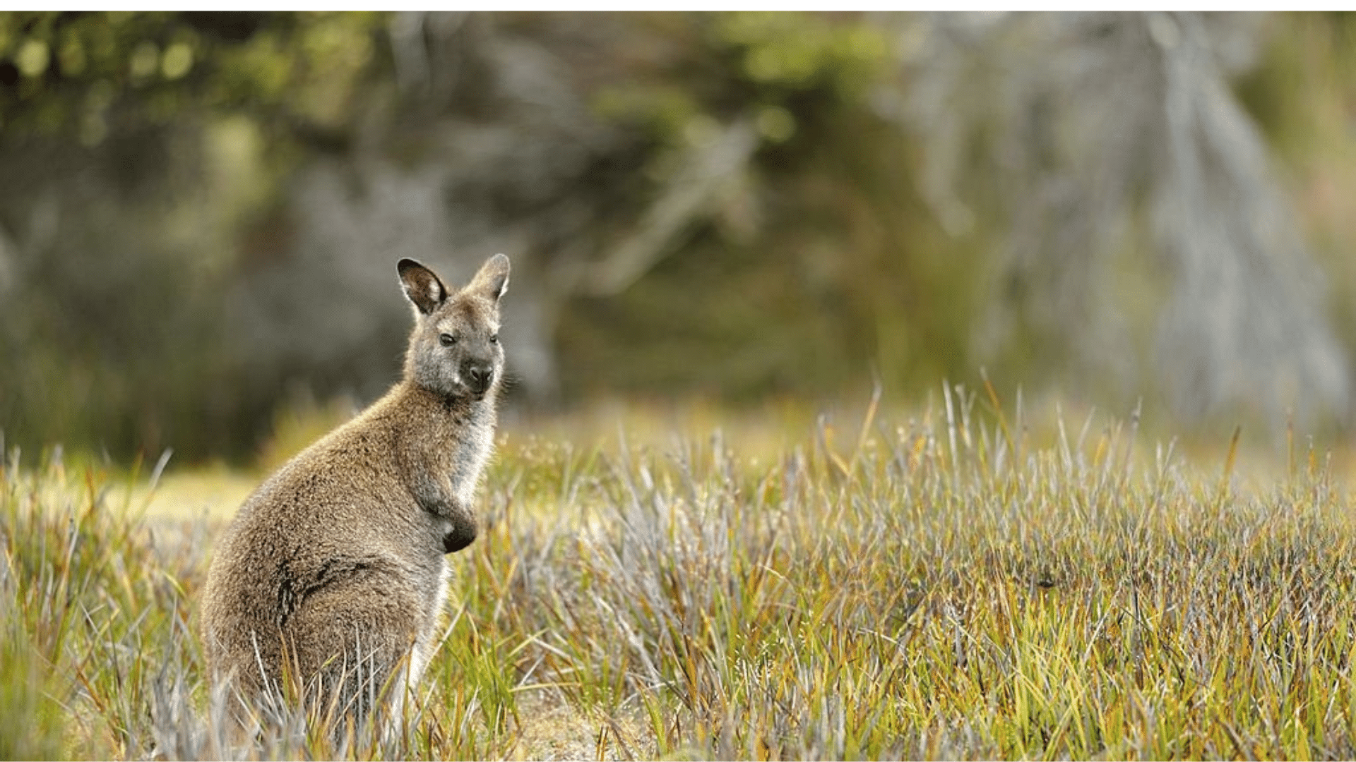 Wallaby