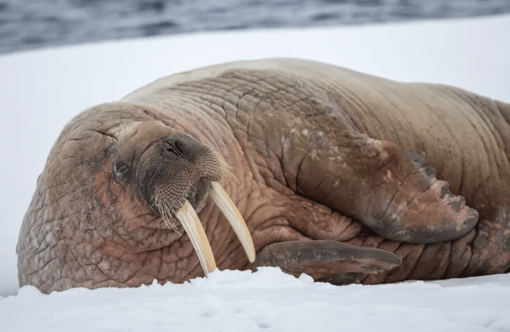 Walrus