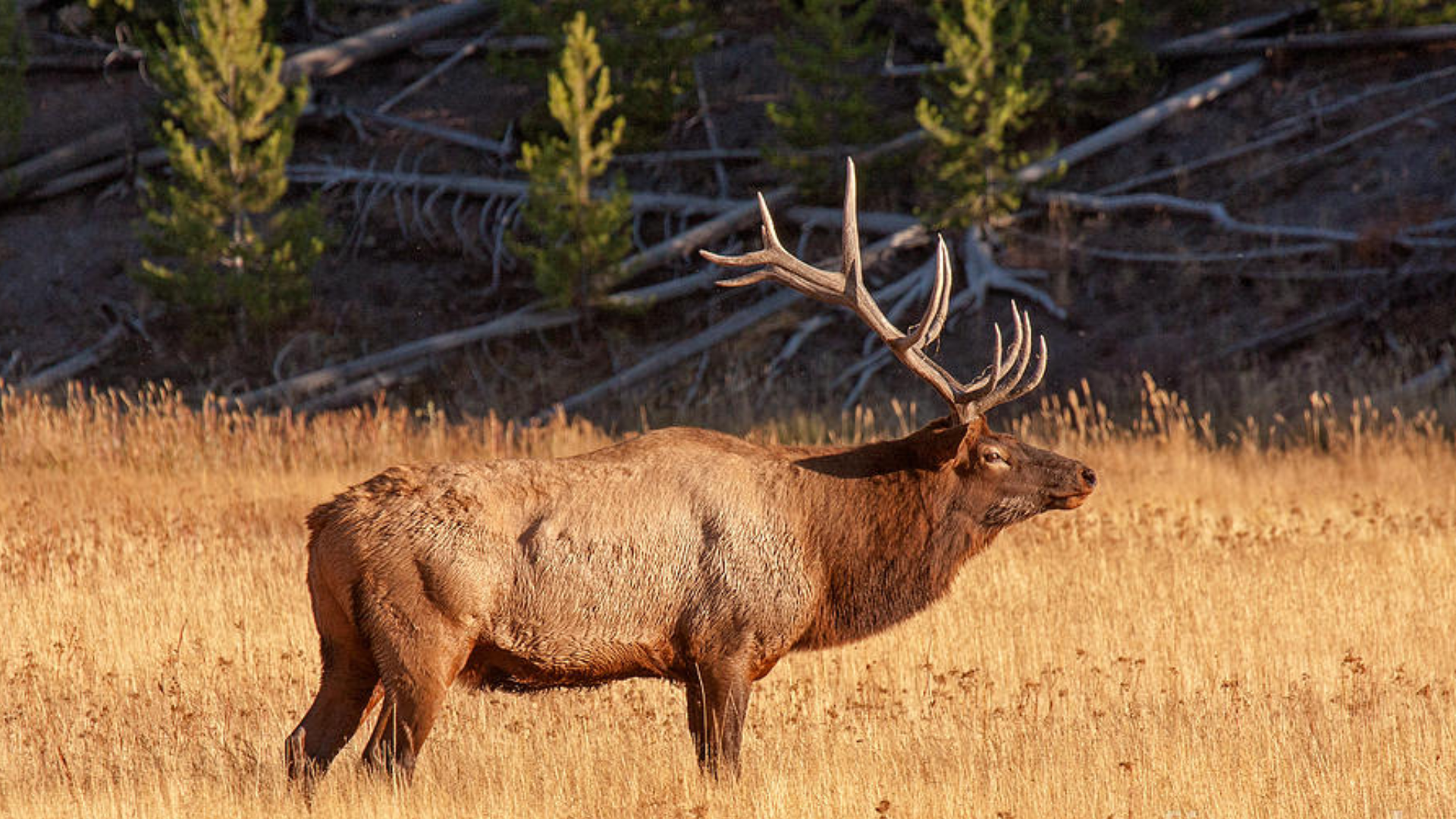 Wapiti