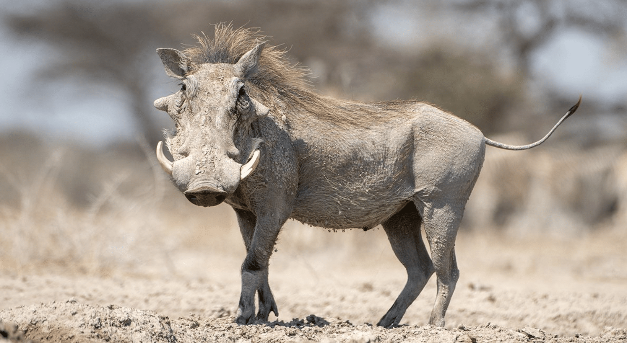 Warthog