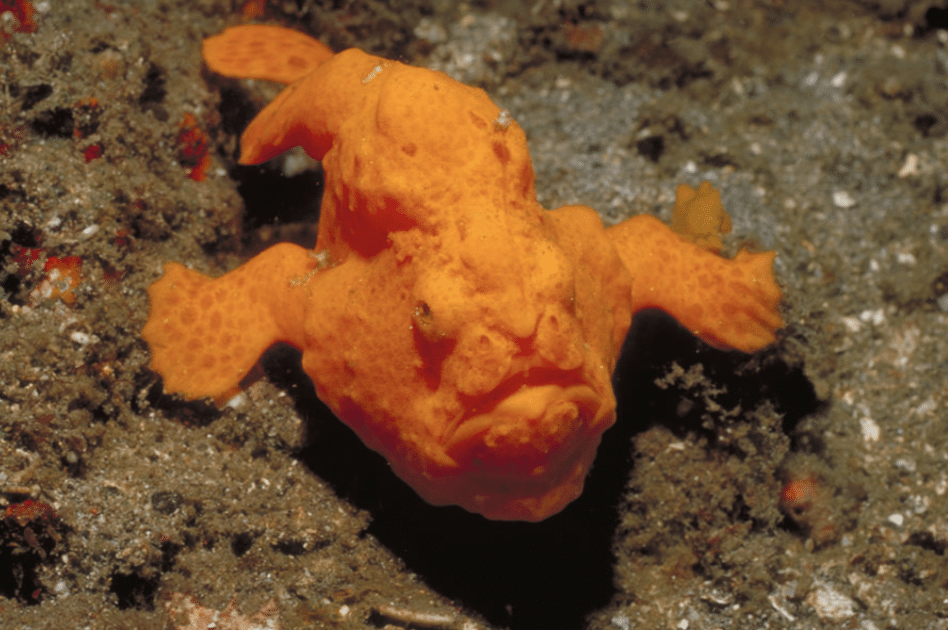 Warty_Frogfish