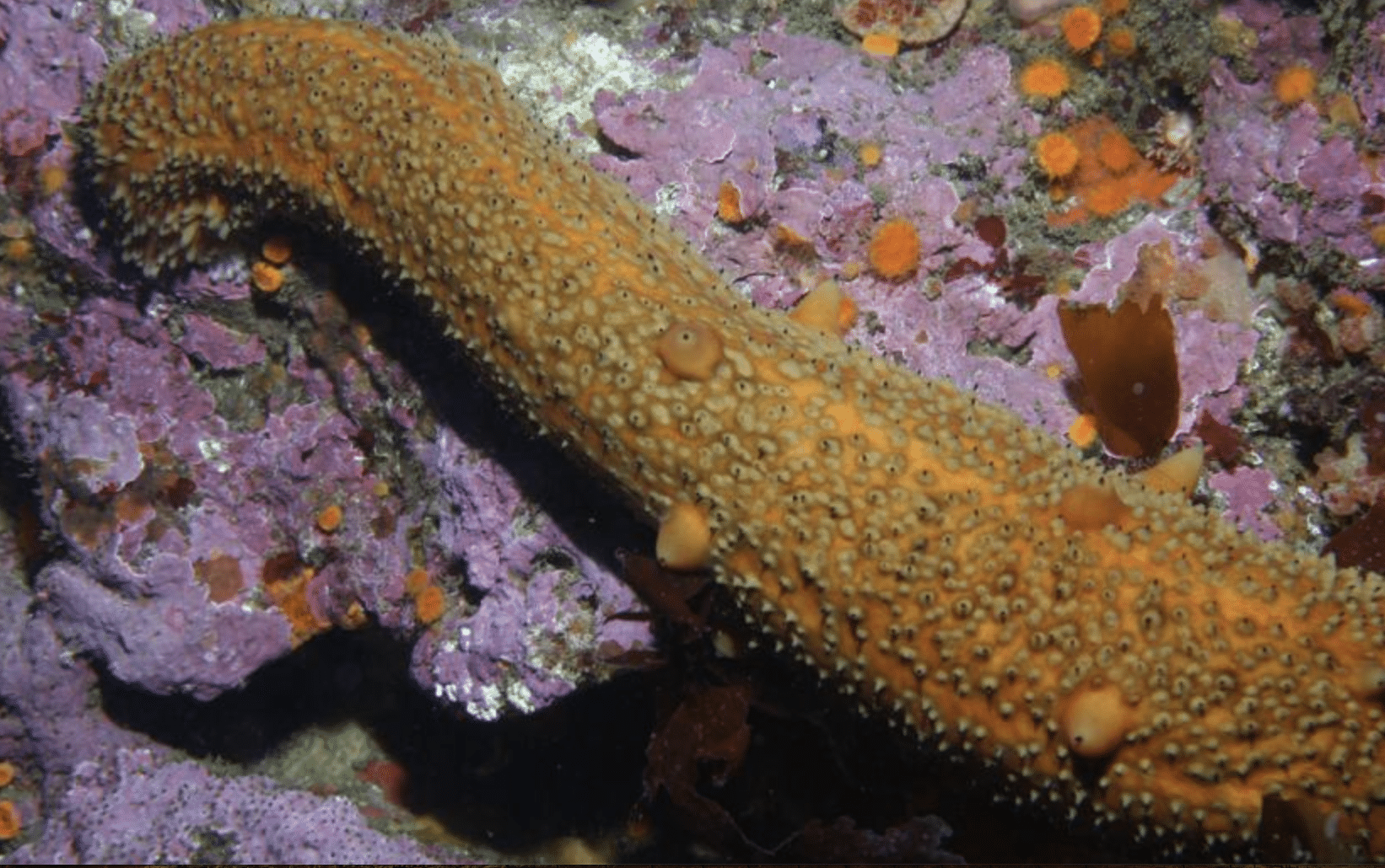 Warty_Sea_Cucumber