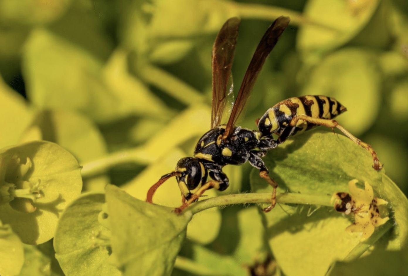 Wasp