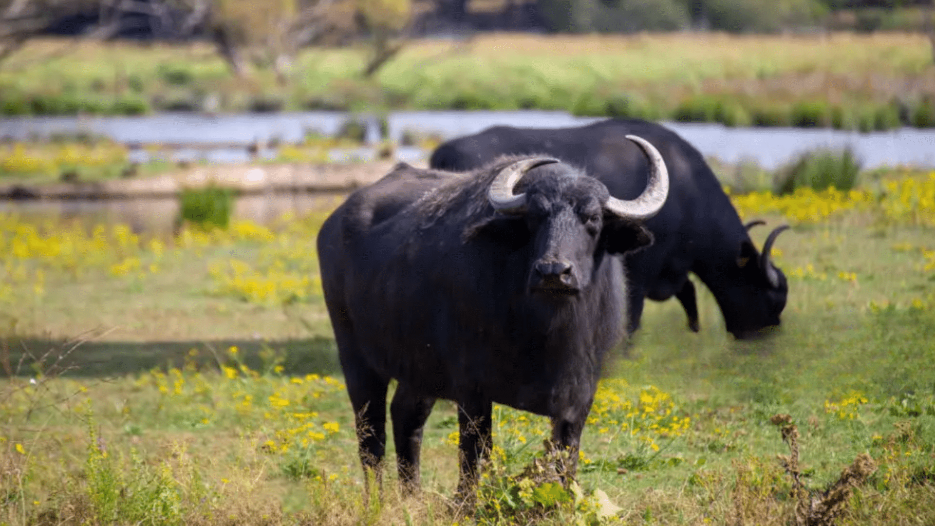 Water_Buffalo