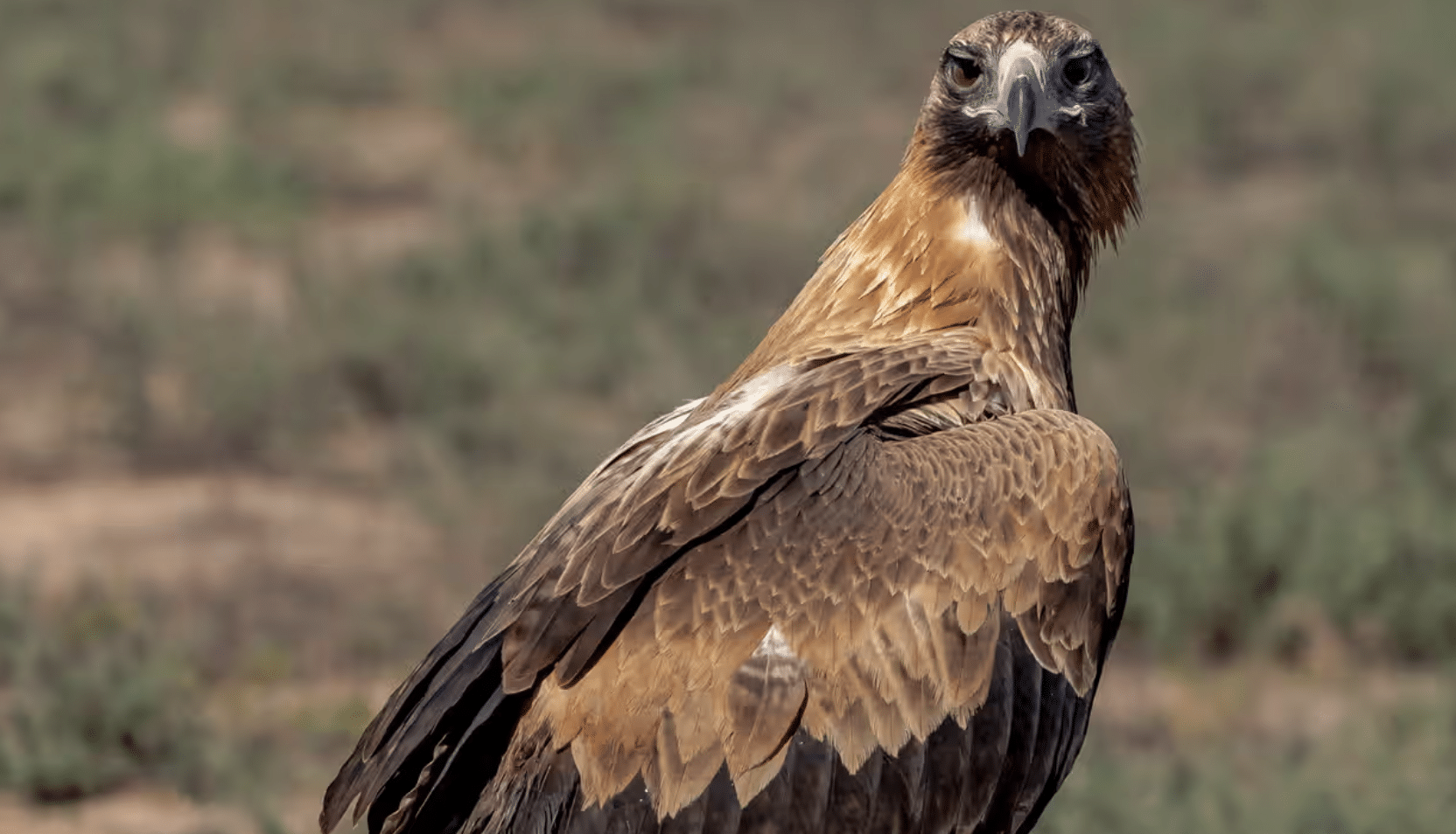 Wedge-Tailed_Eagle