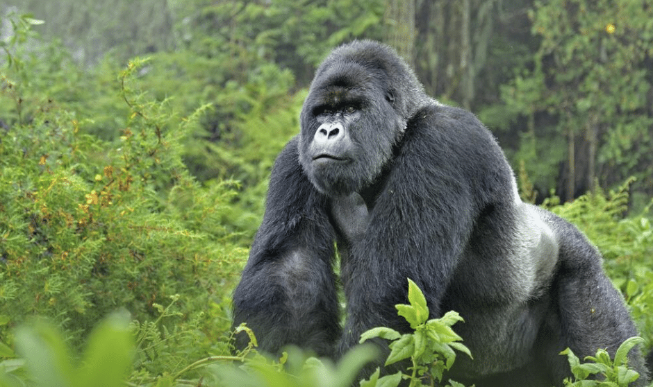 Western_Lowland_Gorilla