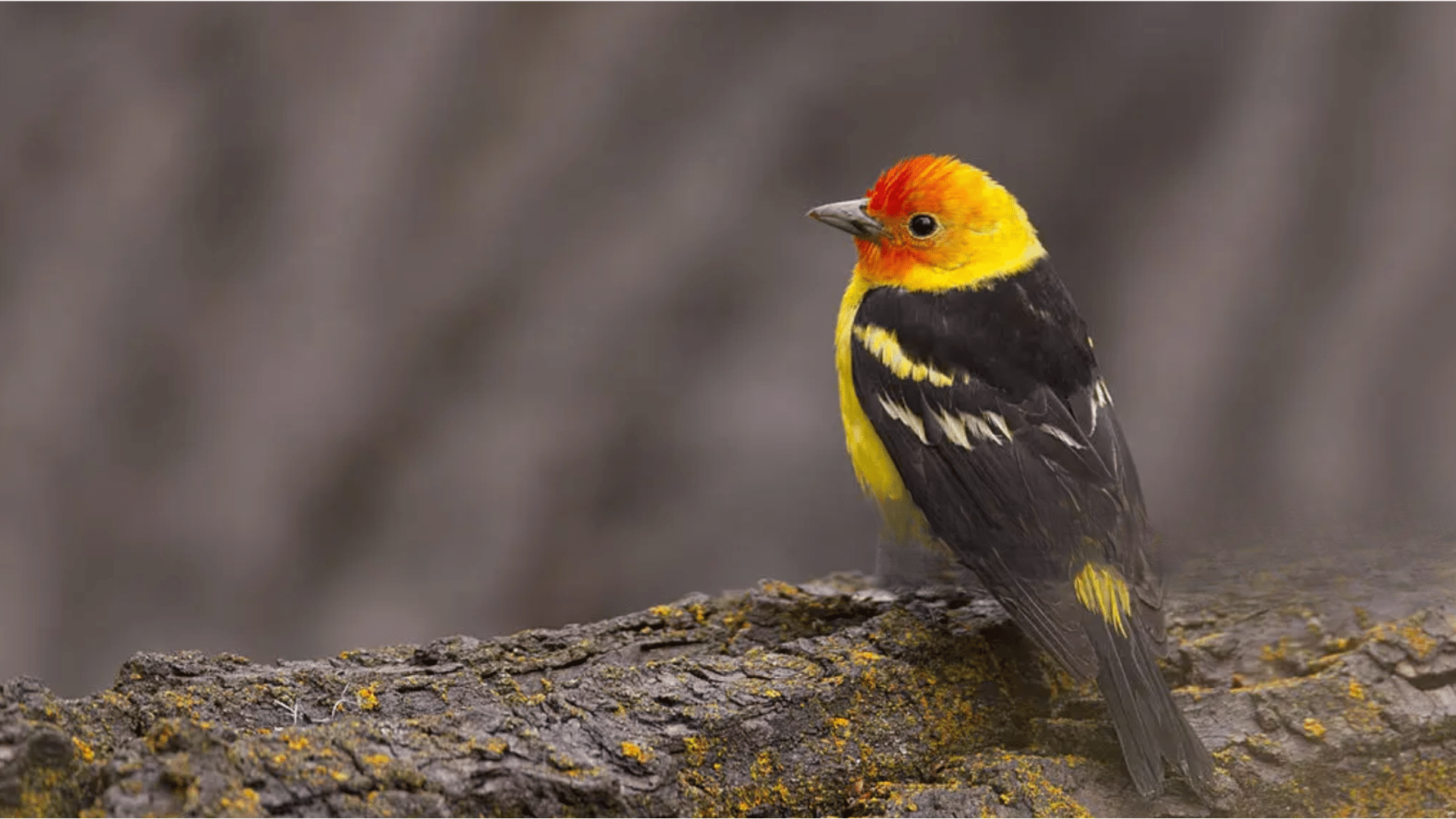 Western_Tanager