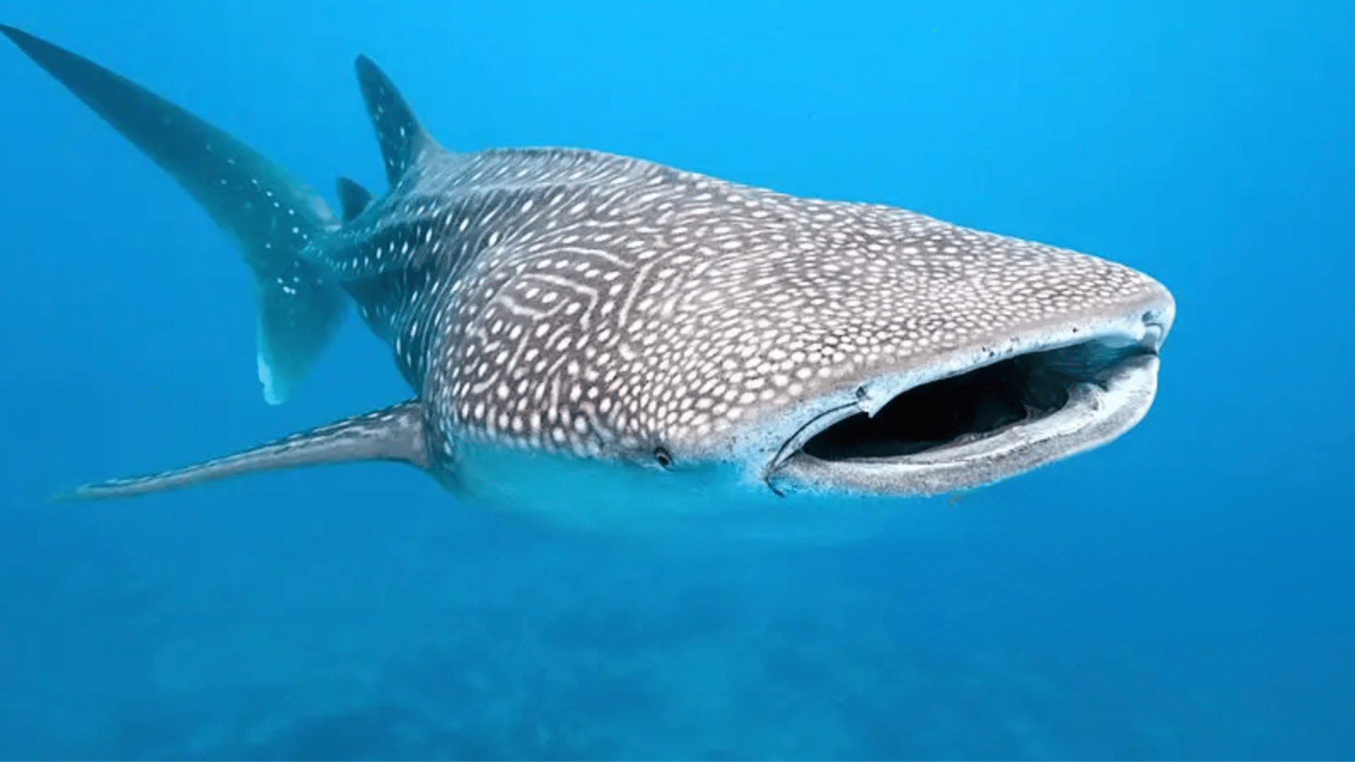 Whale_Shark