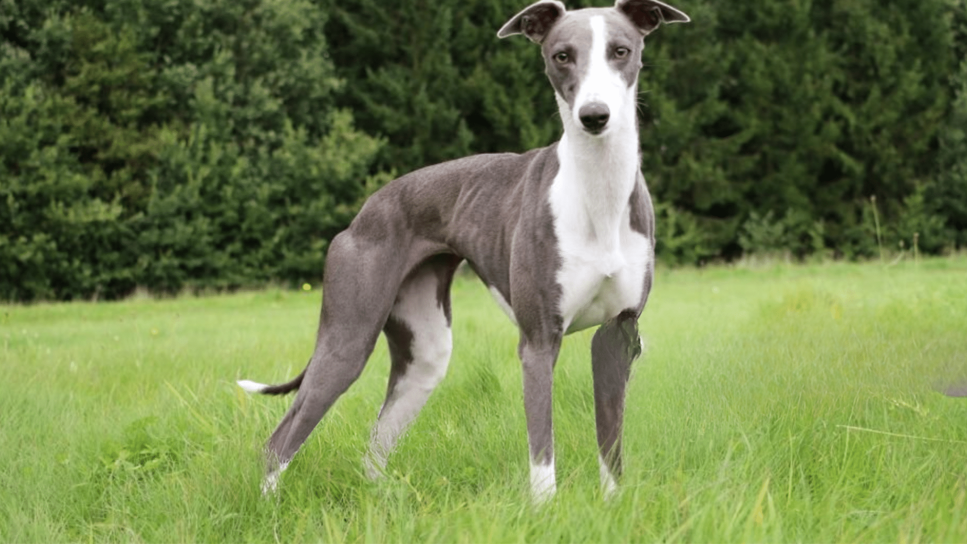 Whippet