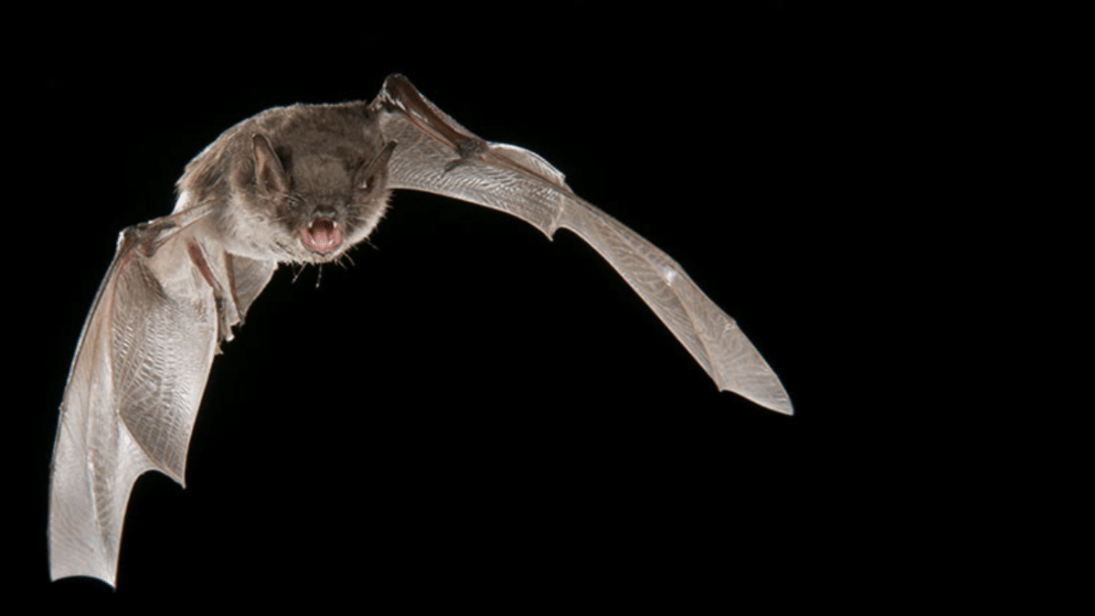 Whiskered_Bat