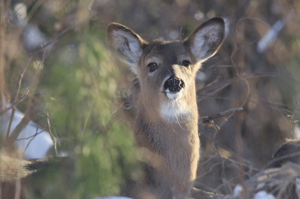 White-Tailed_Deer