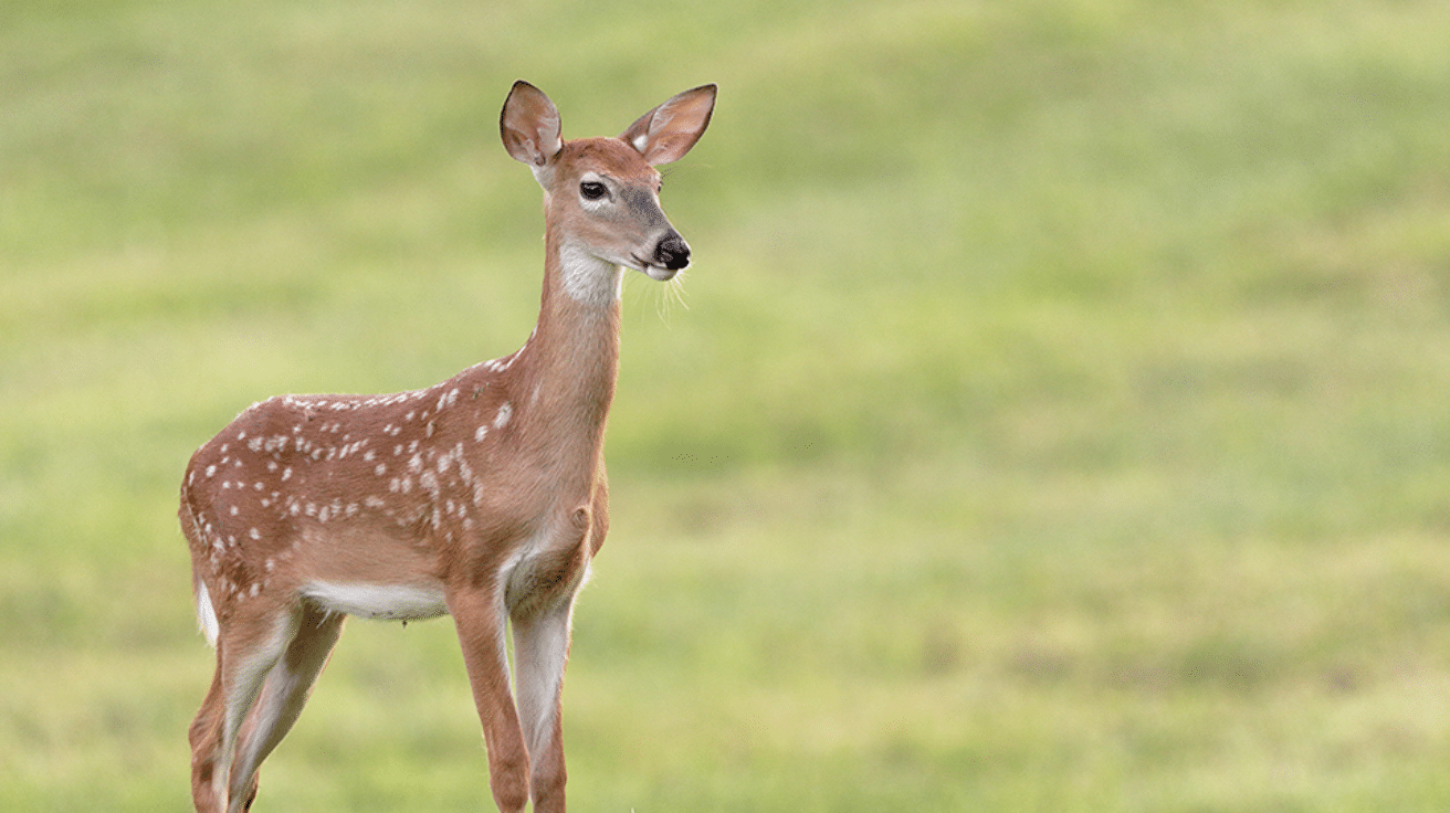 White-tailed Deer