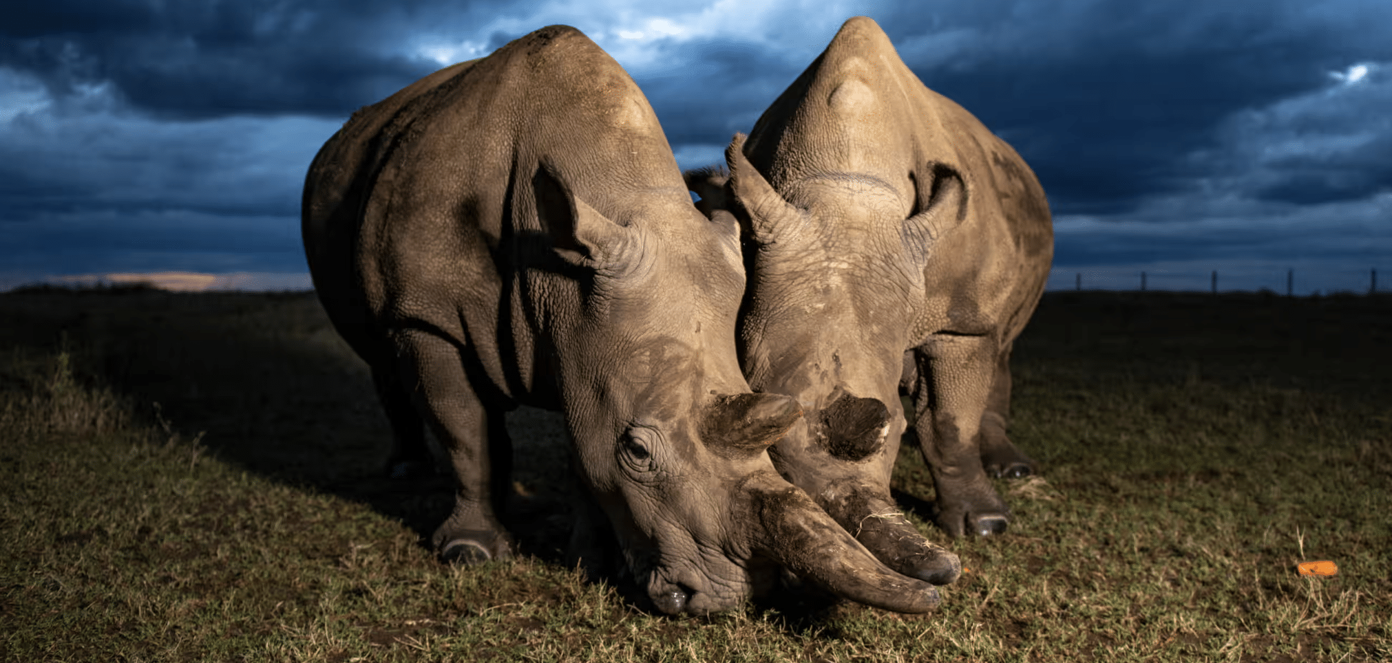 White_Rhinoceros