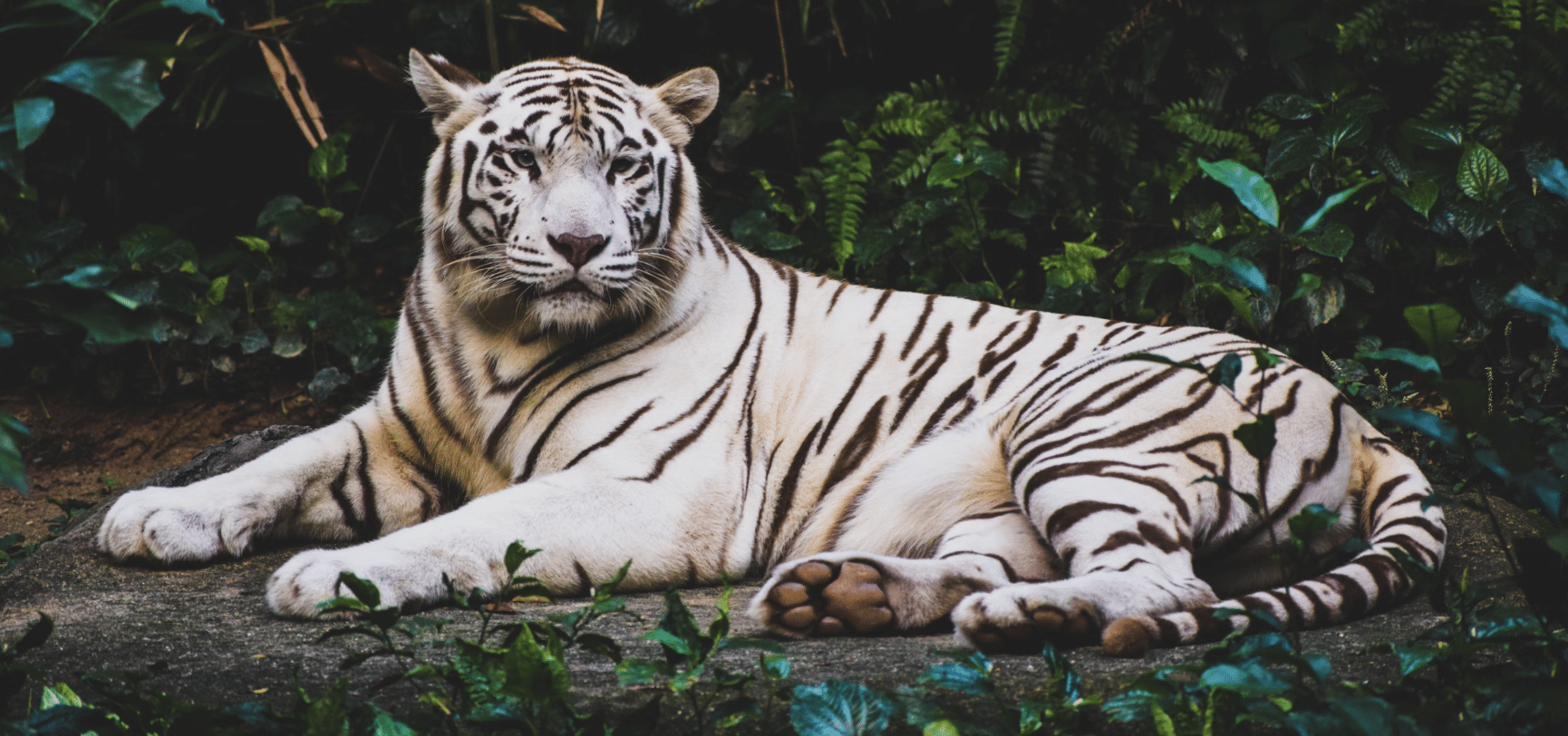 White_Tiger