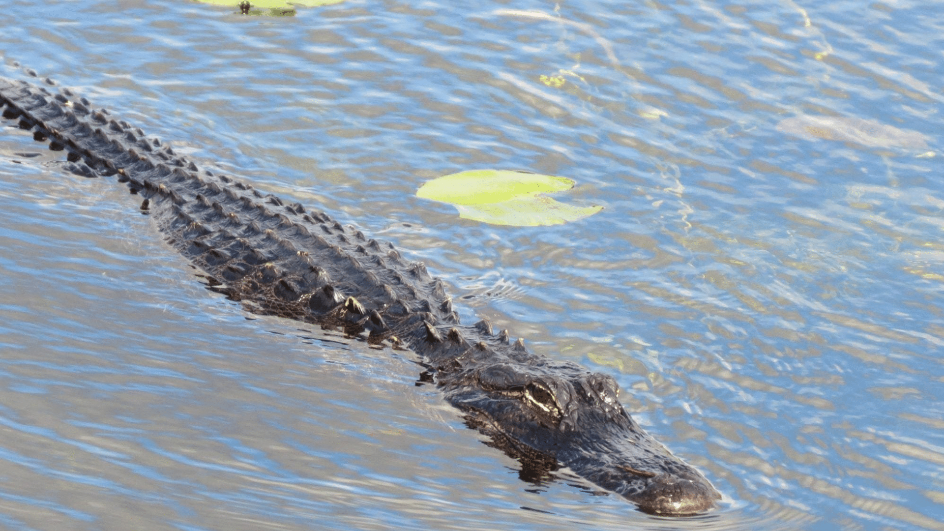 Why_Are_Alligators_Considered_Living_Dinosaurs