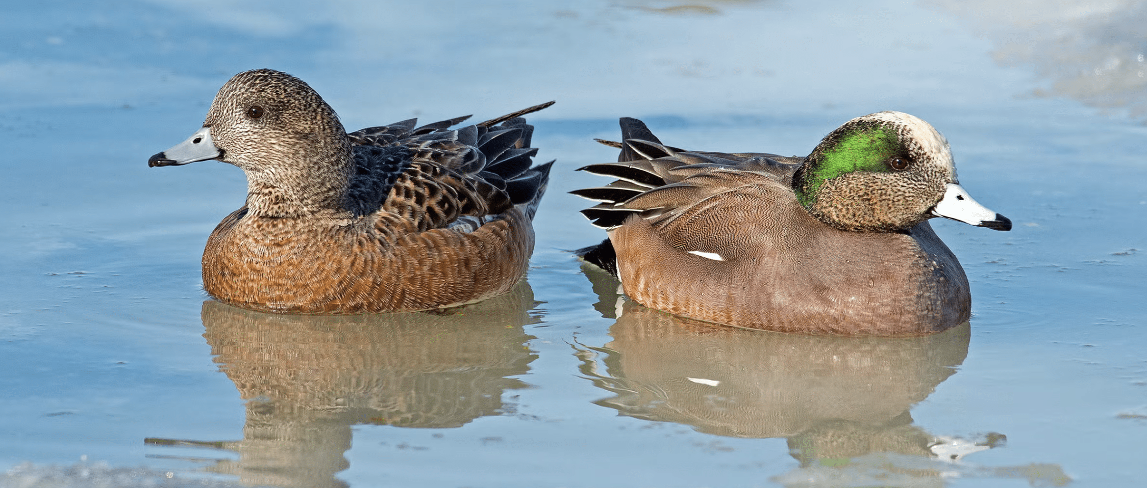 Wigeon