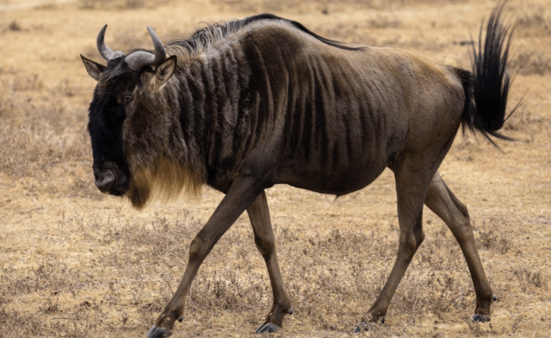 Wildebeest