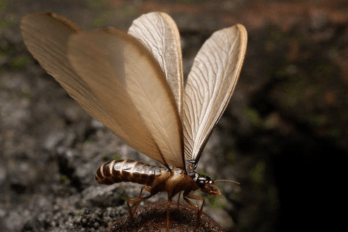 Winged_Termite