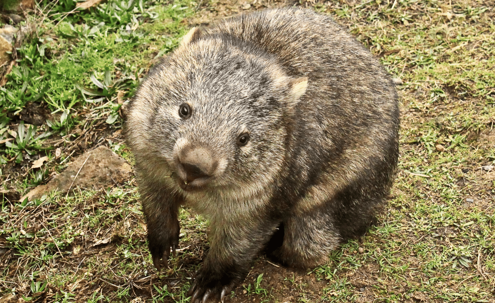 Wombat