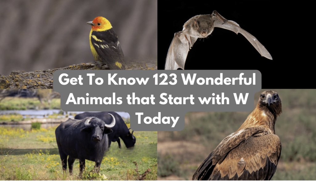 Wonderful Animals that Start with W Today