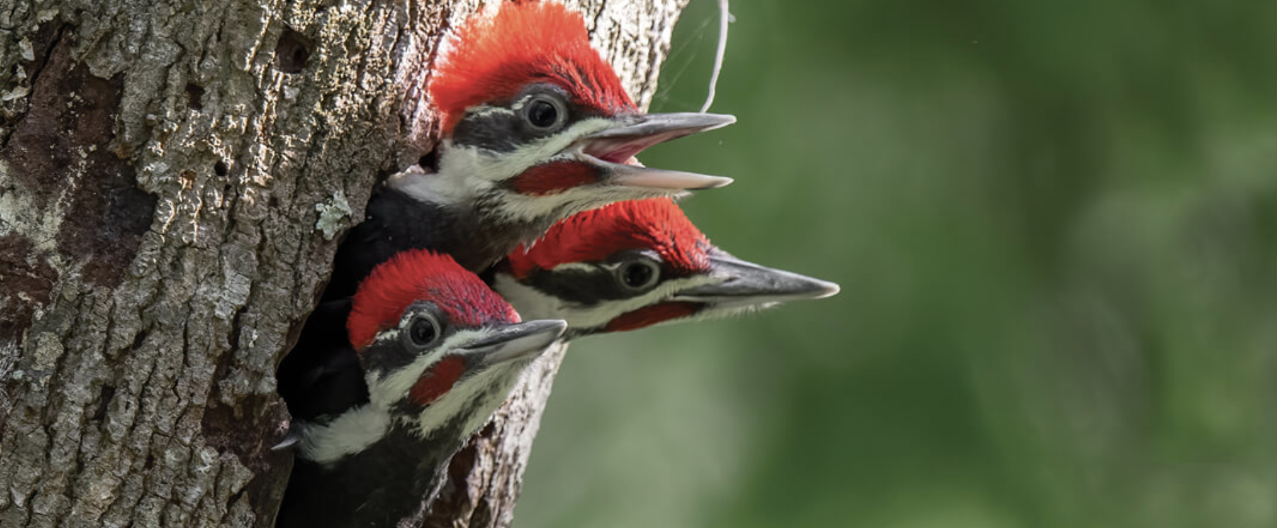 Woodpecker