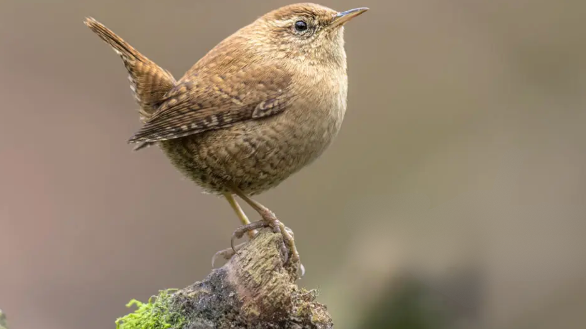 Wren