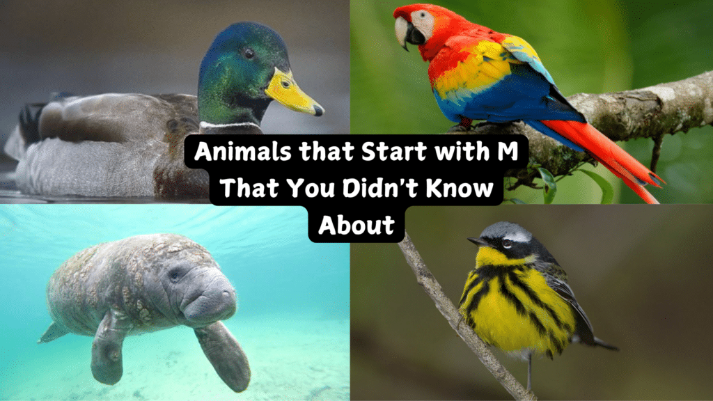 animals that start with m