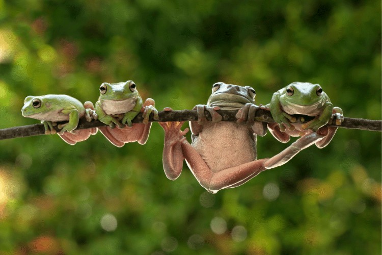 From Tadpoles to Frogs: A Kid-Friendly Guide to Pond Life