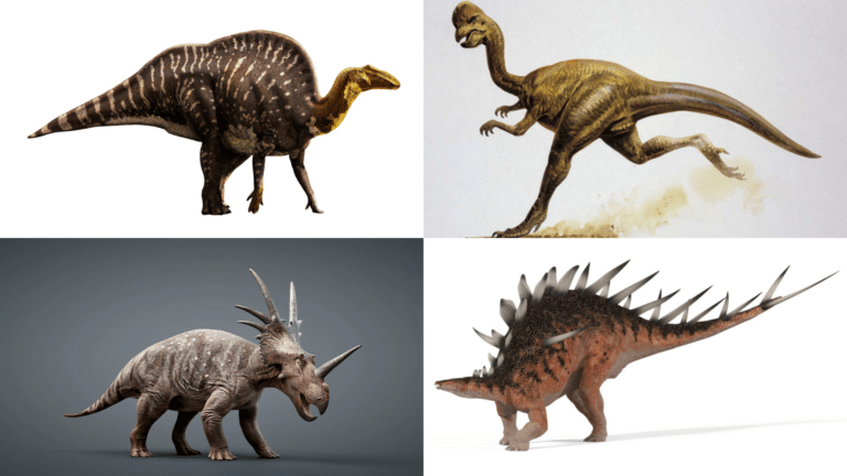 A Guide to Understanding Different Types of Dinosaur