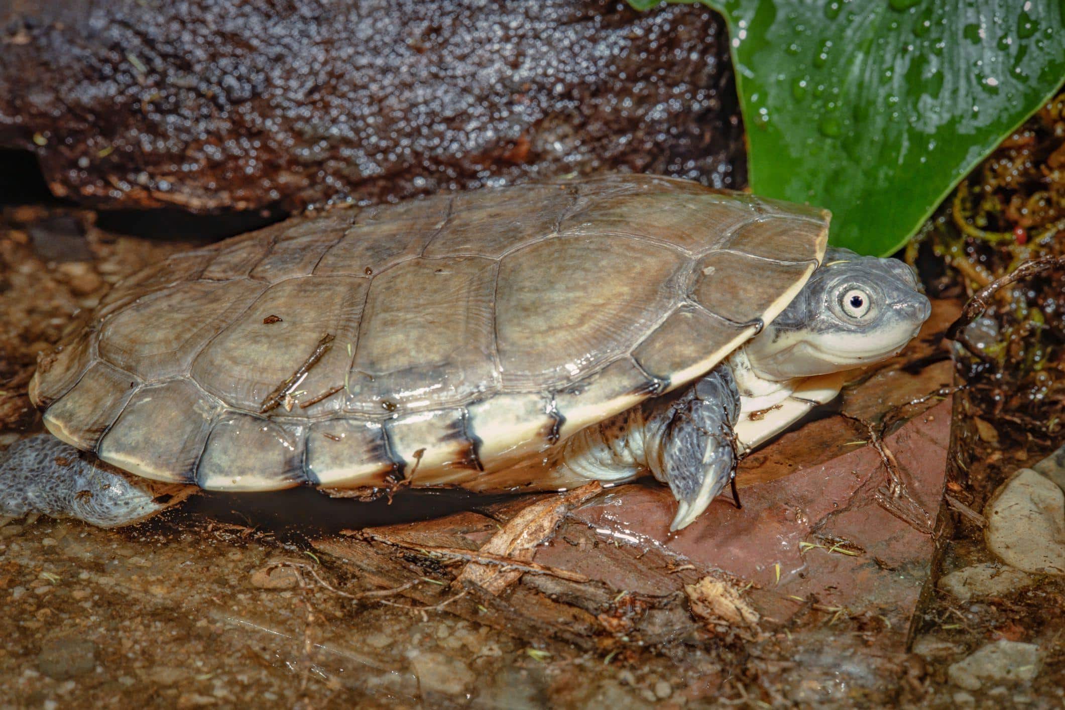 African_Helmeted_Turtle