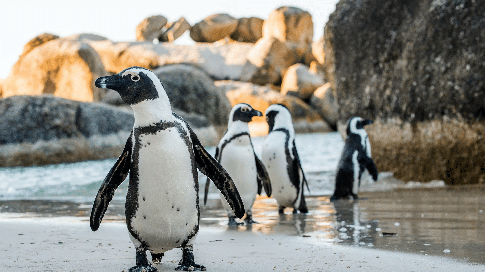 African_Penguin