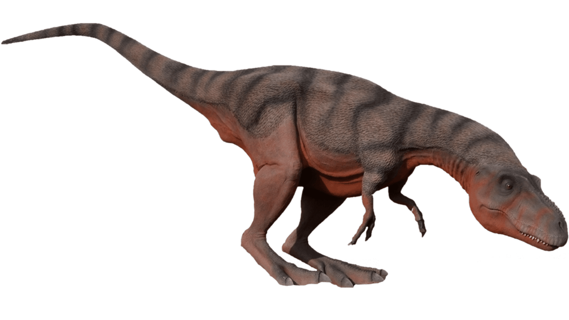 Albertosaurus_Sarcophagus