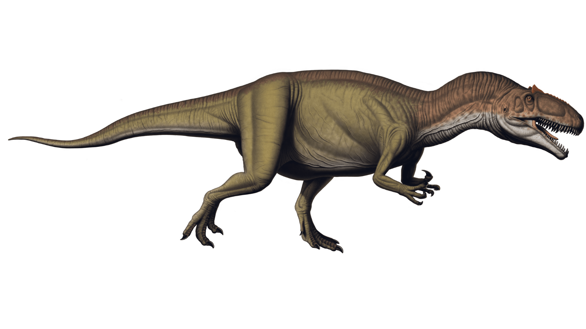 Allosaurus_Fragilis