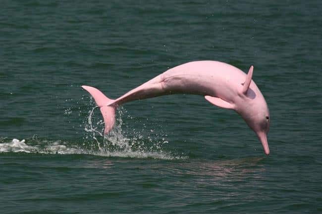 Amazon_River_Dolphin