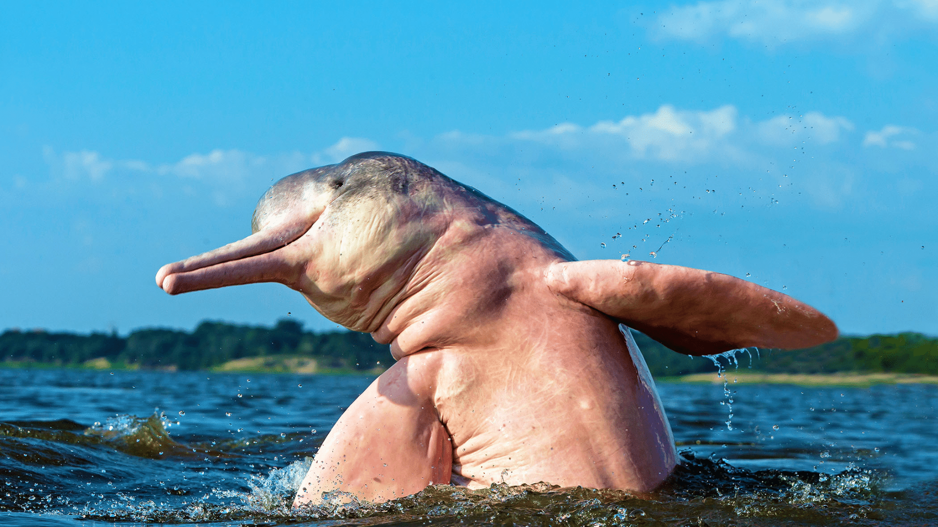 Amazon_River_Dolphin