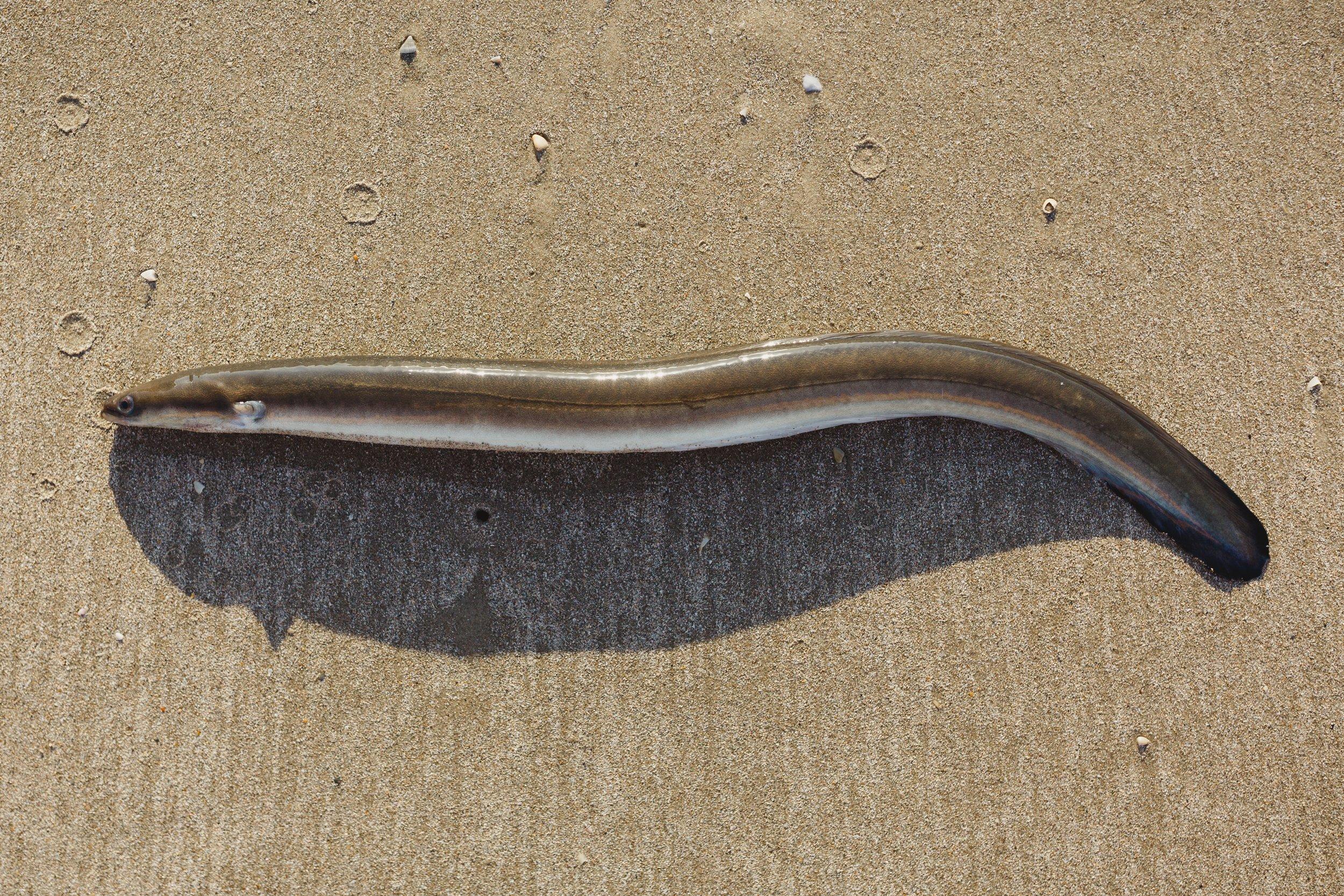 American_Eel_Anguilla_rostrata