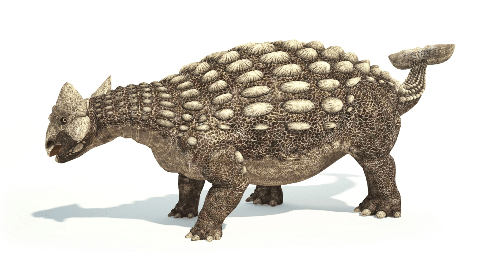 Ankylosaurus_Magniventris