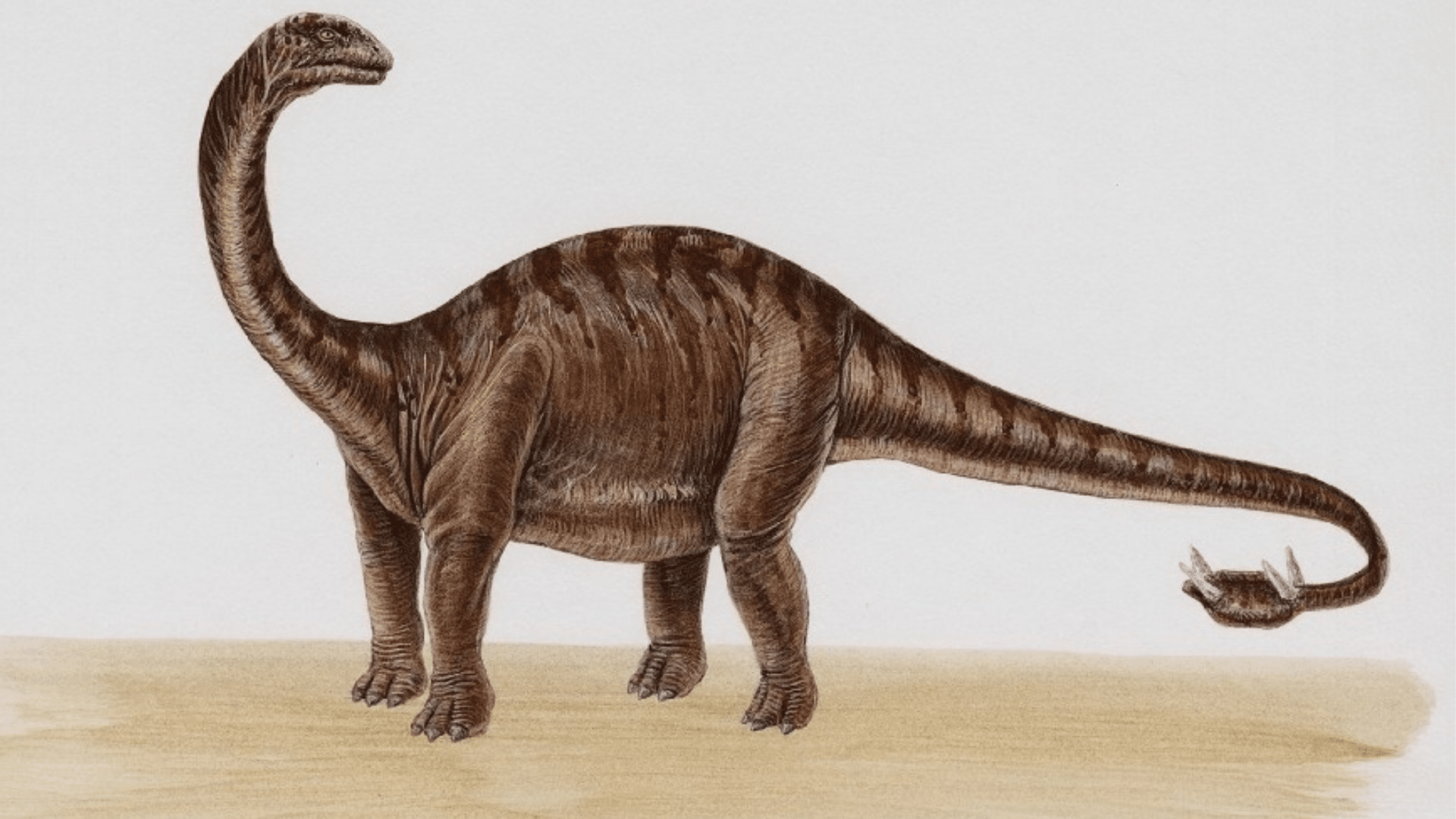 Apatosaurus