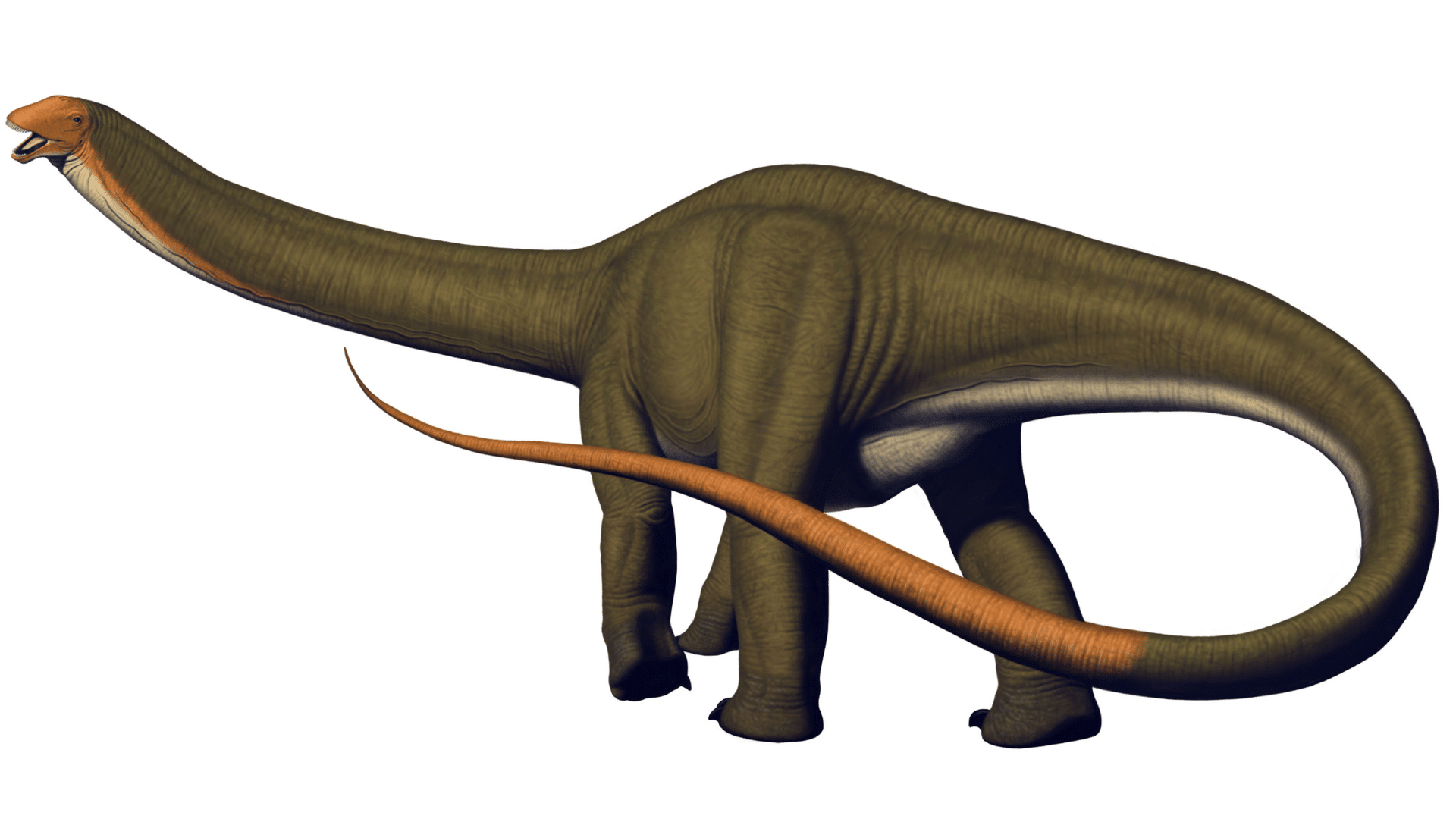 Apatosaurus_Louisae