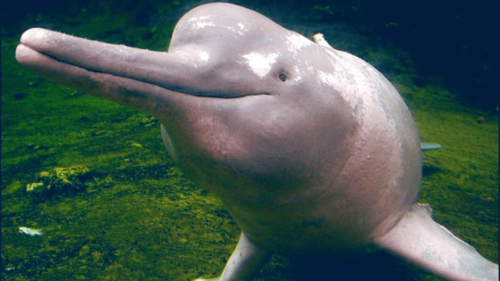 Araguaian_River_Dolphin